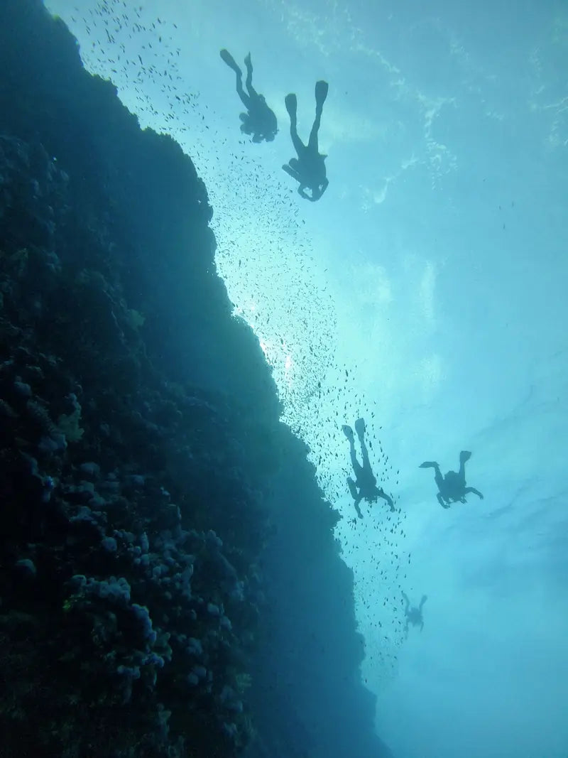 Divers swimming down a coral wall through a school of small fish
