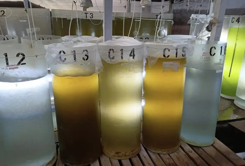 Rows of tall culture tanks glowing gold and green at the Baja facility
