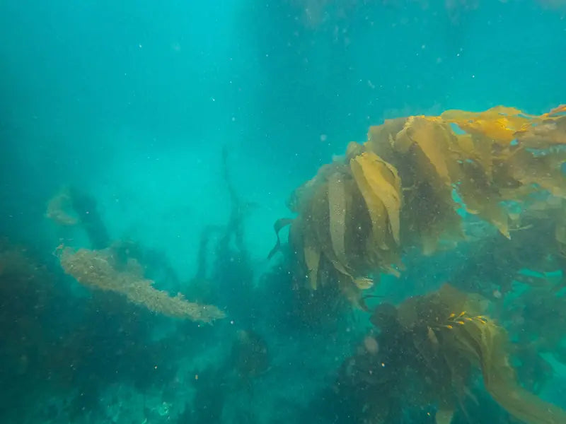 Kelp swaying in turquoise water