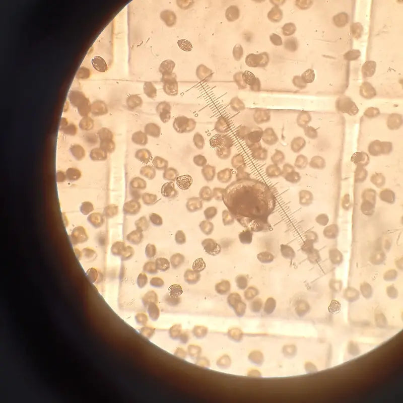Abalone larvae under Dr. Lewis's microscope