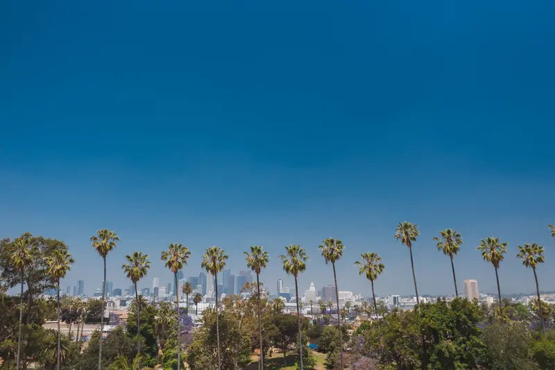 Palm trees in front of the downtown Los Angeles skyline