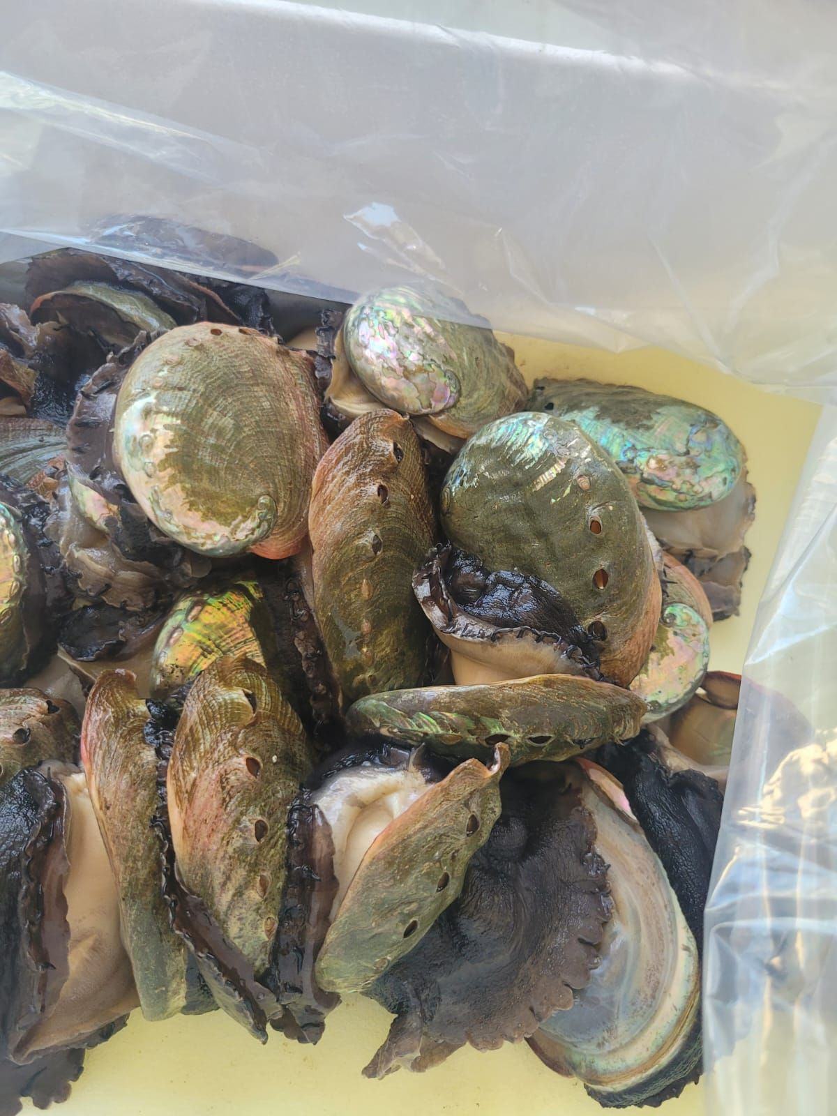 Green and red abalone, just harvested.