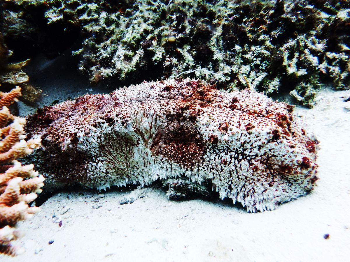 A sea cucumber resting on sand beside coral.
