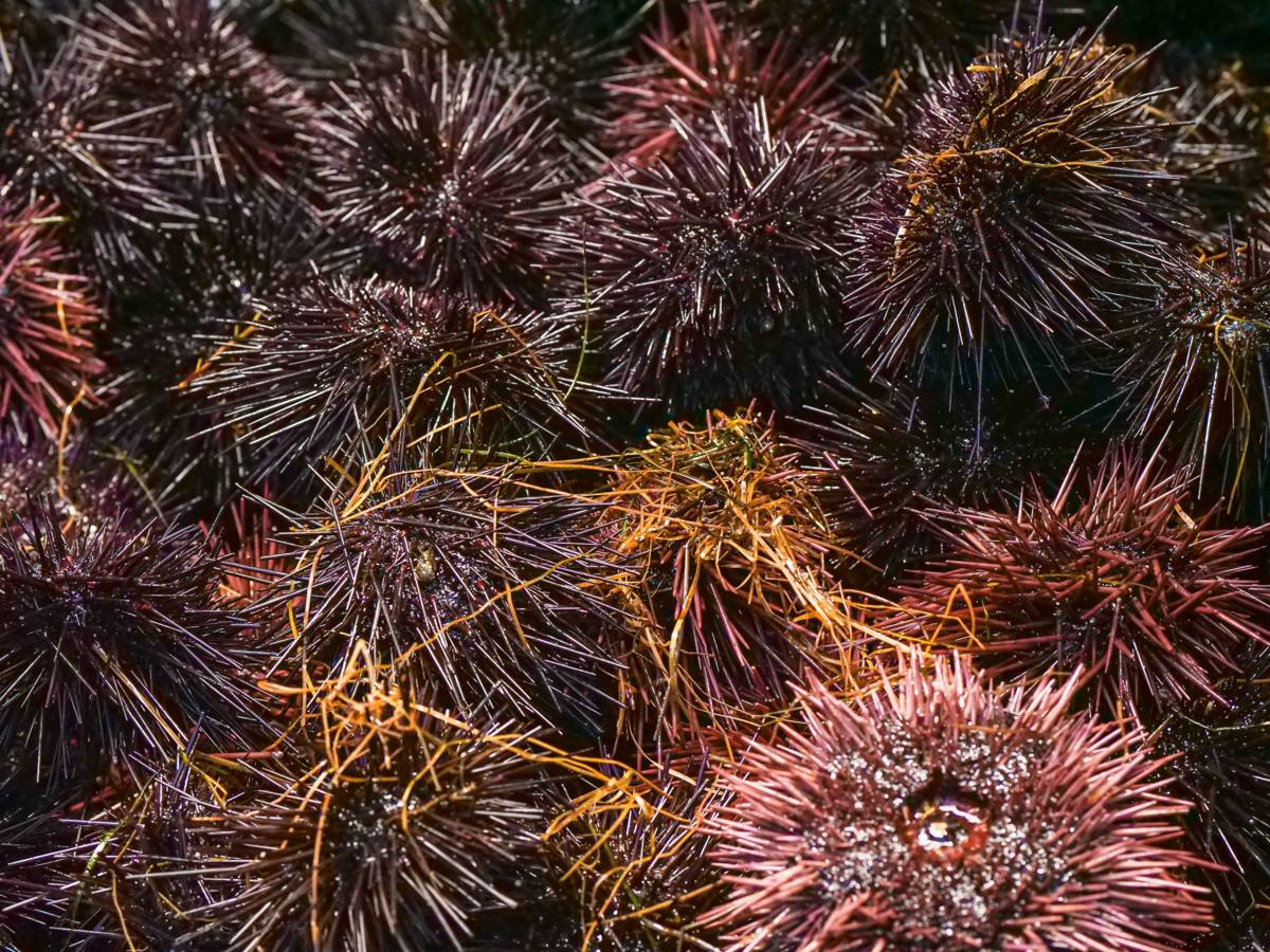 Red and purple sea urchins heaped together, threads of kelp caught in their spines.