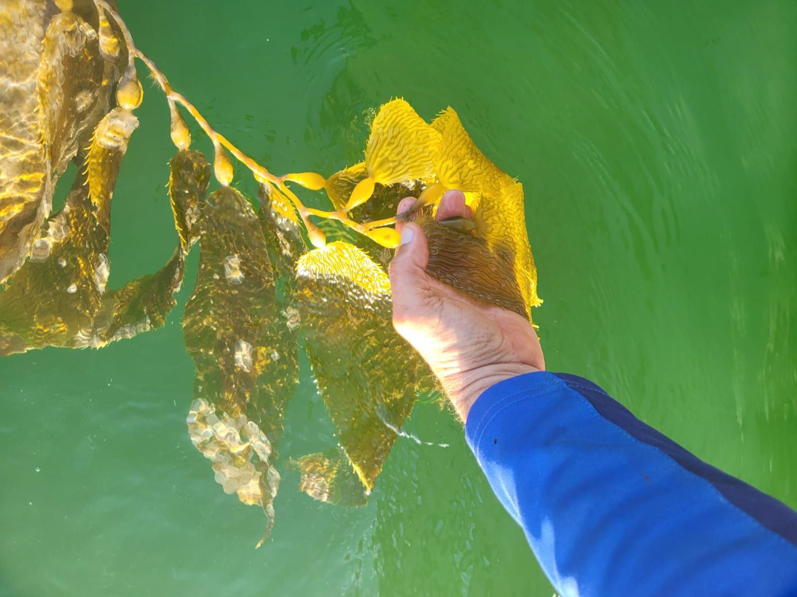 A hand lifting giant kelp in clear water.