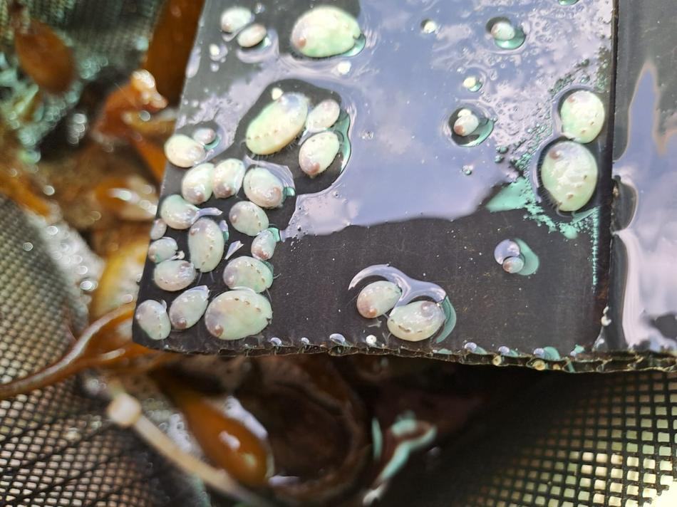 Juvenile abalone on a settlement plate beside kelp.