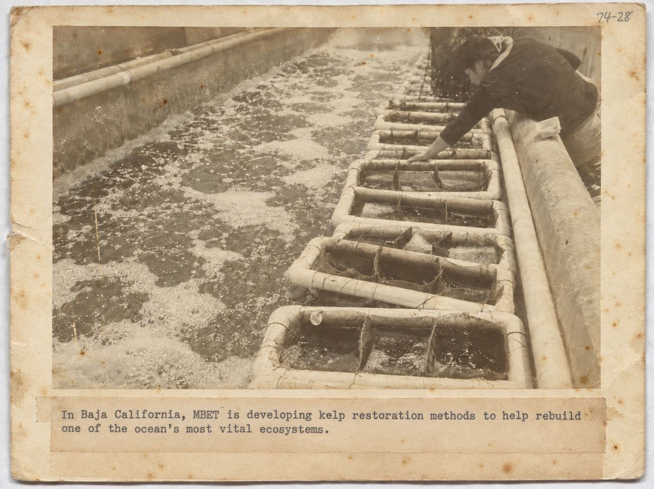 An archival photograph of kelp restoration trays in Baja California.