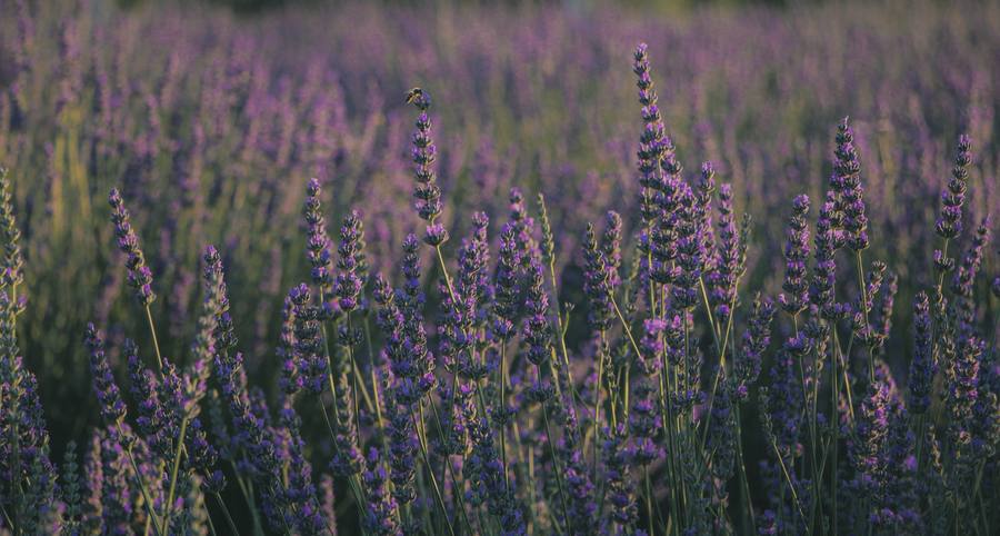 A lavender field in flower.