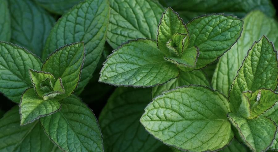 Fresh mint leaves.