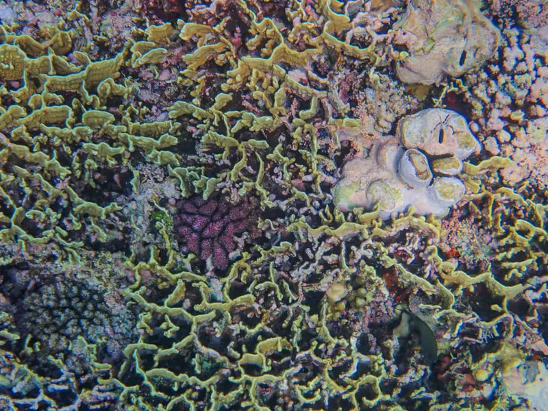 Lettuce coral, close up