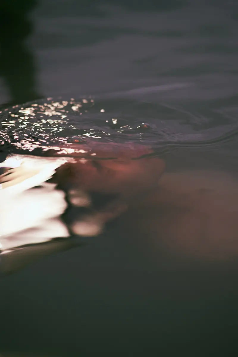 Sunlight on the surface of dark water
