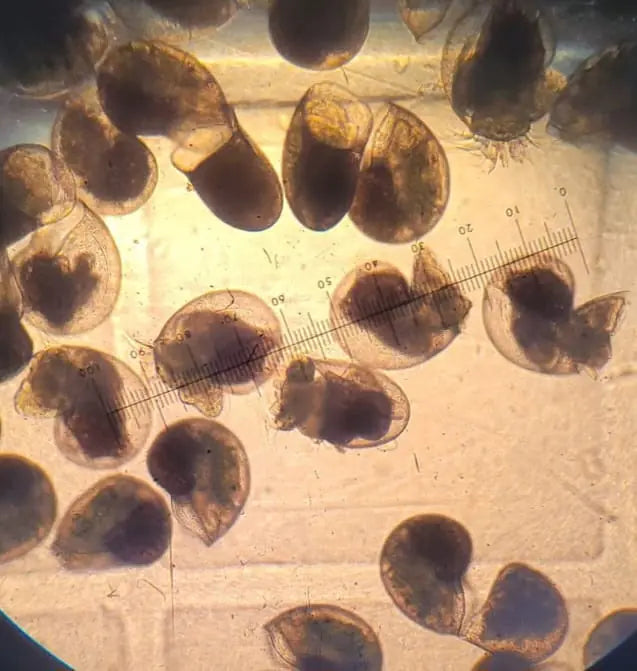 Abalone larvae under a microscope beside a measuring scale